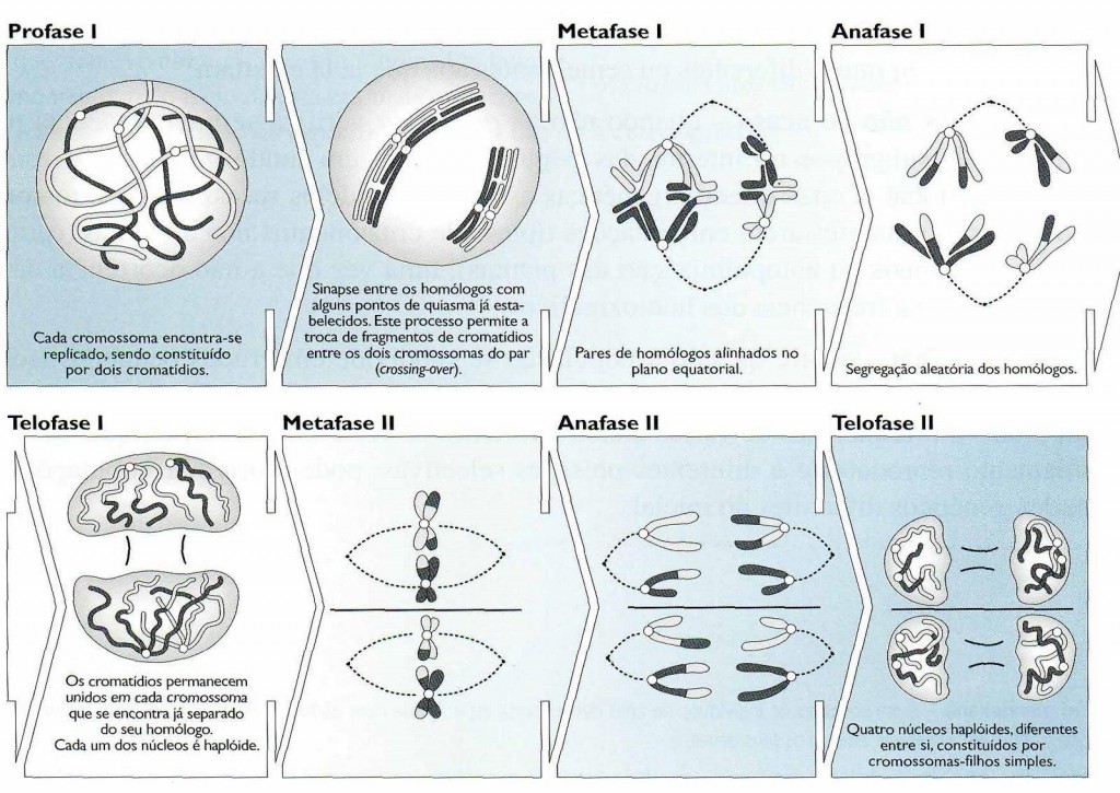 Mitose – Biologia