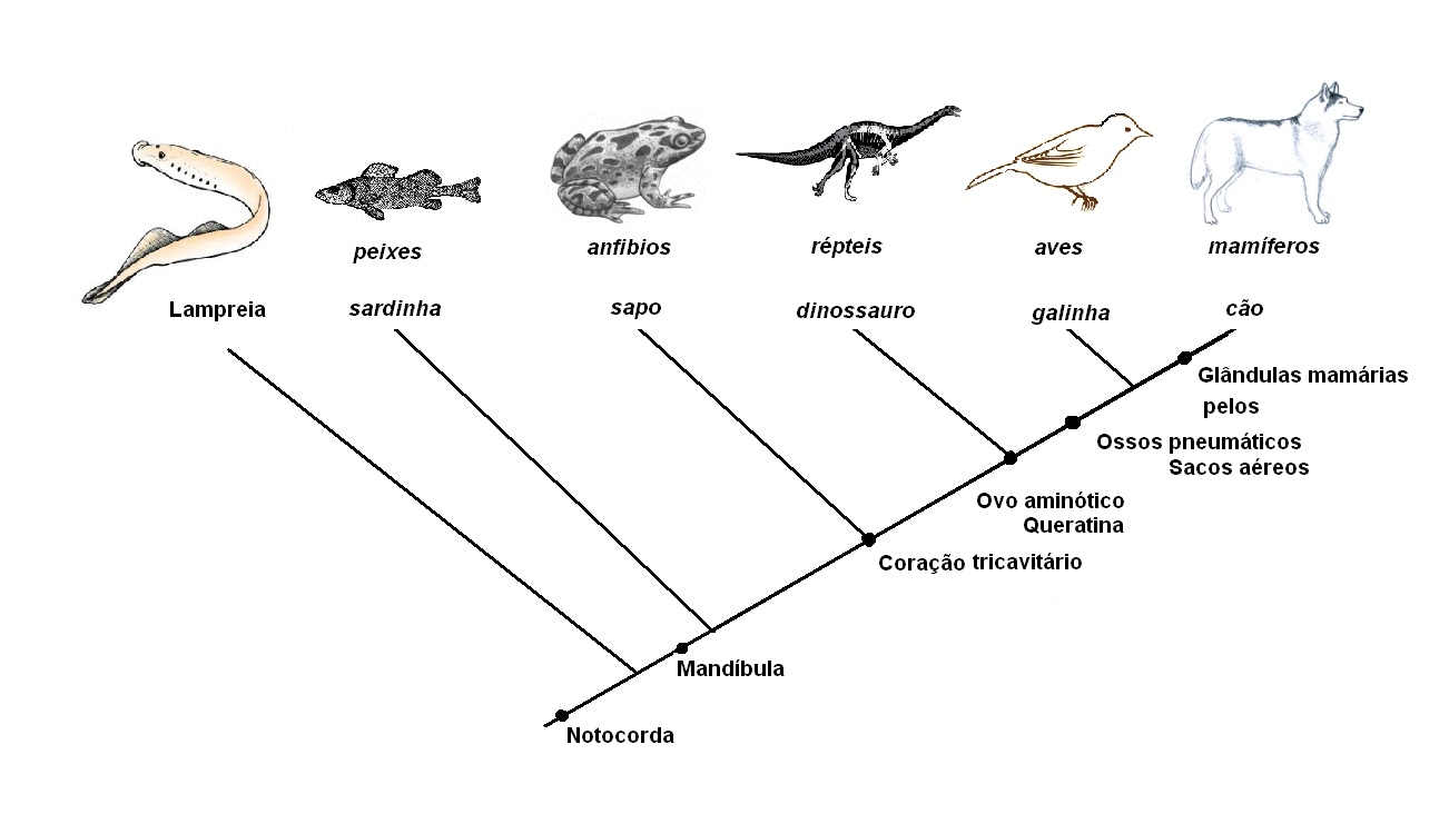 Biologia - Cladograma