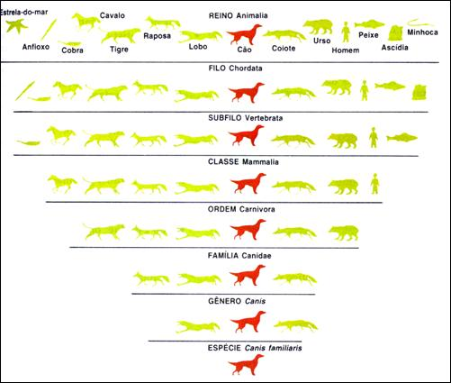 Biologia - Nomenclatura Científica