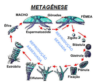 Metagênese