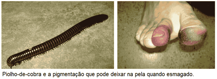 biologia centopeias piolho-de-cobra