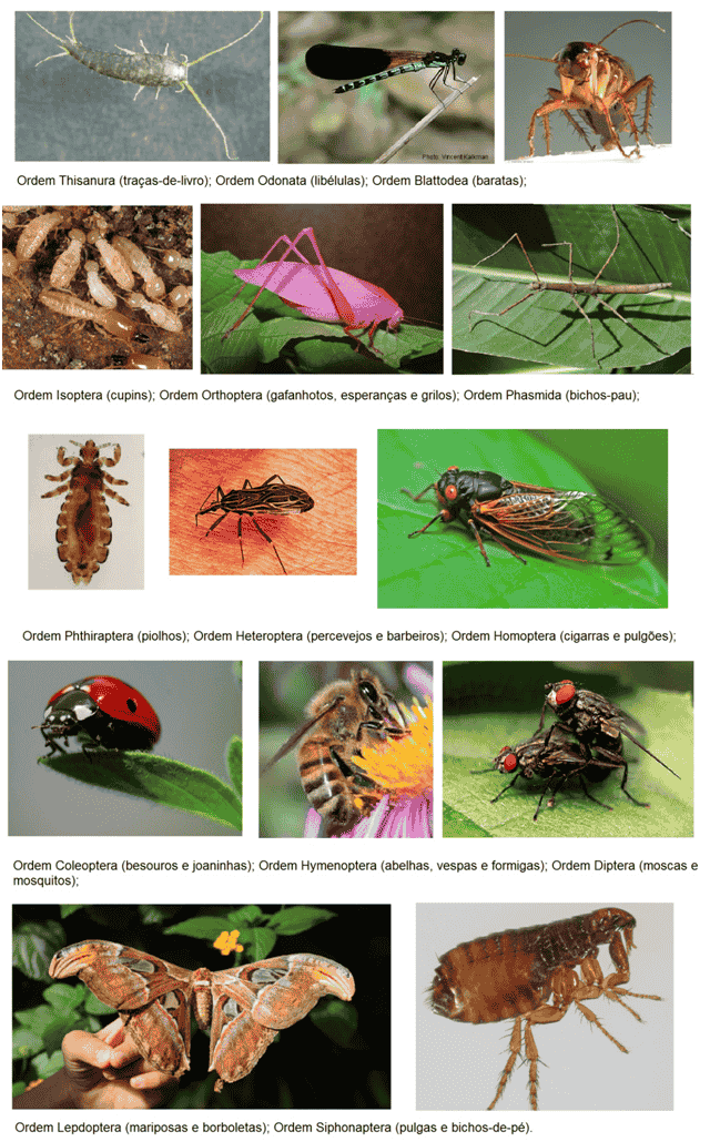 classe insetos