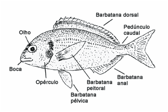 Peixes - Biologia Enem