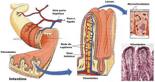 Sistema Digestório - Enzimas - Biologia 
