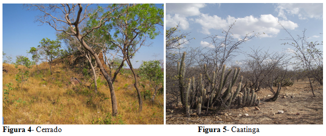 Tipos de vegetação do Brasil - Estudo Prático