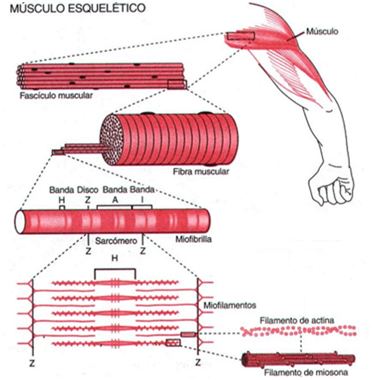 Biologia Enem: Revise o sistema muscular esquelético com Khan Academy