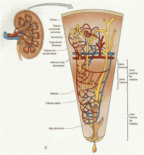 Biologia Enem – Como a urina é produzida? Revise com a Khan Academy!