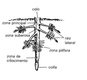 Organologia Vegetal II - Biologia Enem - Veja Flor, Fruto e Semente.