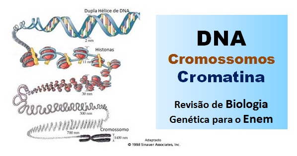 dna destacada