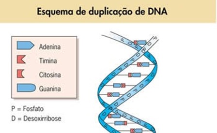 duplicação do DNA