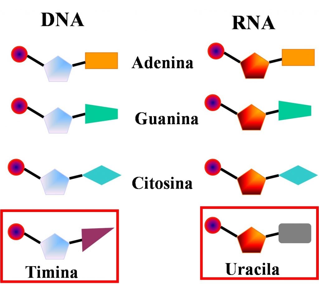 Escola Estadual Herbert Baldus ESTRUTURA DO DNA E BASES NITROGENADAS Escola Estadual Herbert Baldus ESTRUTURA DO DNA E BASES NITROGENADAS