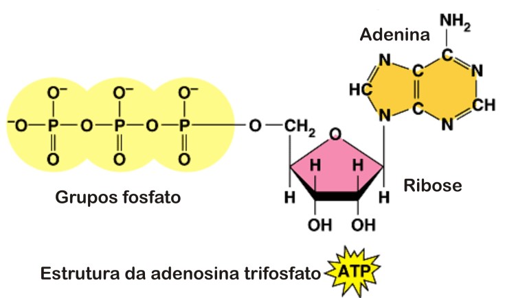 Molécula de ATP