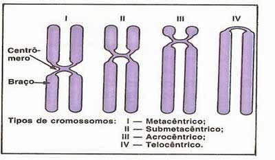 simulado de cromatina, cromossomos e cariótipo