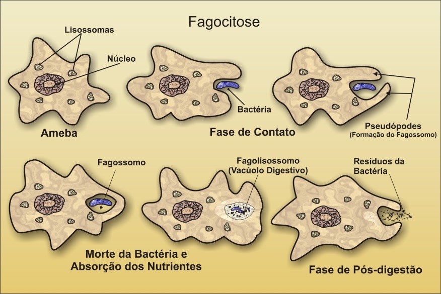 Fagocitose Biologia