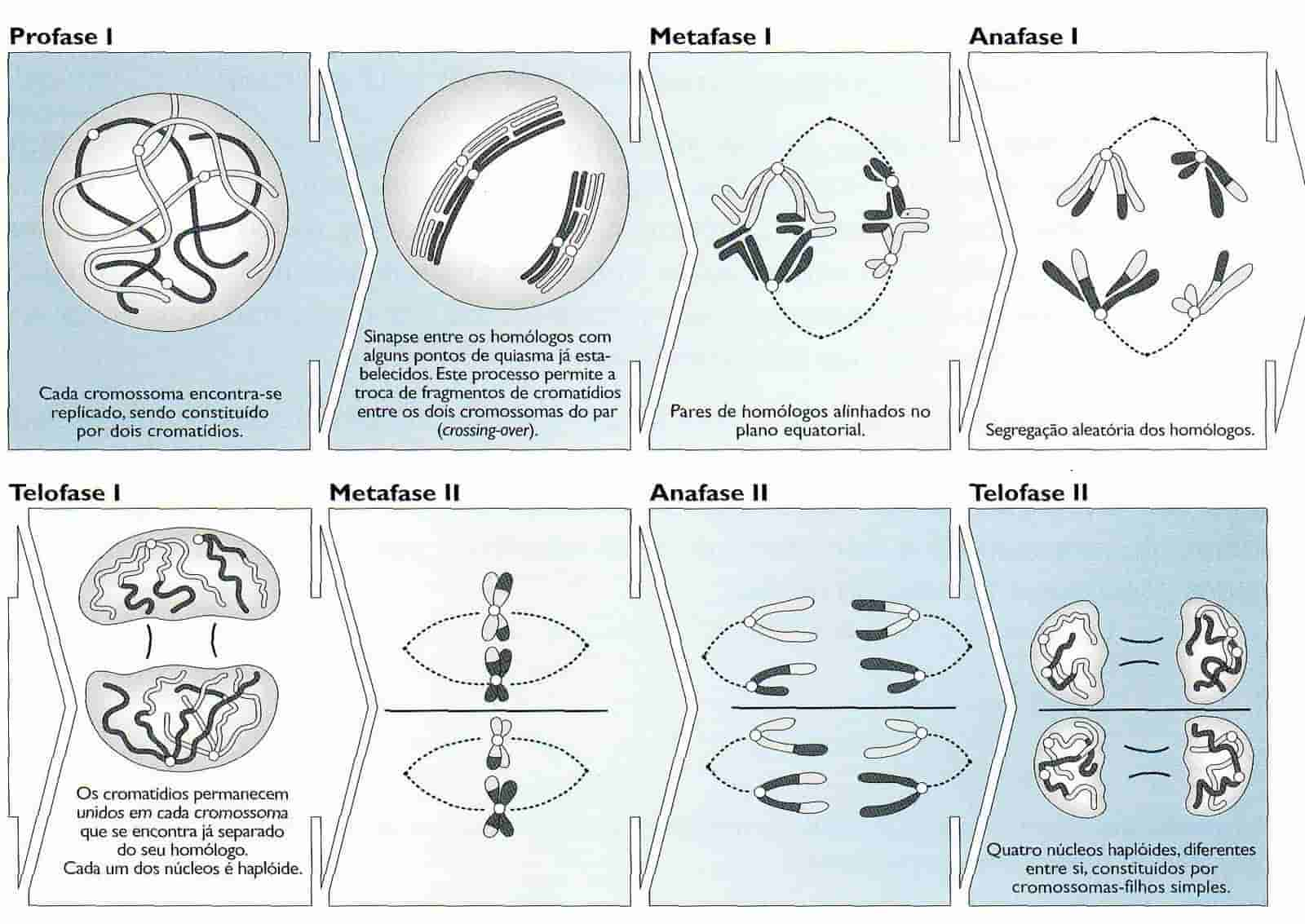 Blog da Bio - Profe Gabriela: 1º ano - DIVISÃO CELULAR - Mitose e Meiose