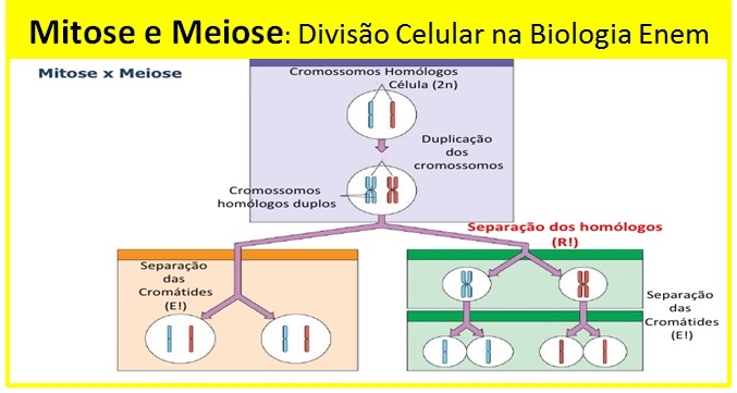 Resumo de Divisão Celular: Mitose e Meiose - Sanar Medicina