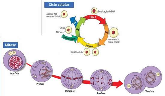 Divisão Celular - Biologia Enem