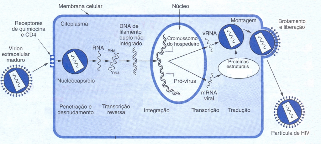 Biologia – HIV Aids: Cai No Enem E Nos Vestibulares