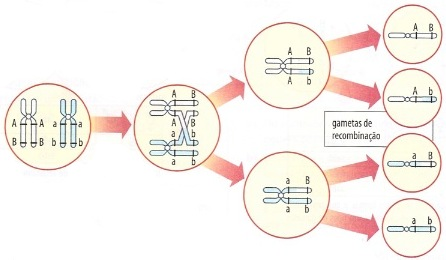 Ligação gênica ou linkage: veja no resumo de Biologia Genética