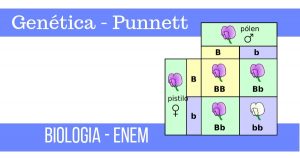 quadro de punnett