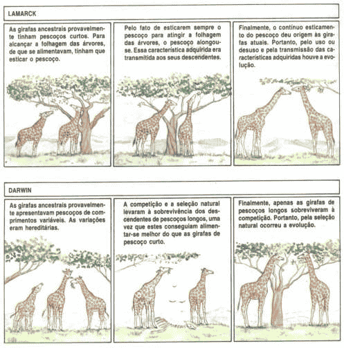 Lamarck e Darwin: veja as principais teorias da evolução das espécies