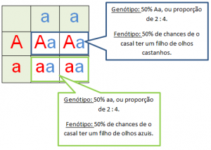 Biologia Enem - Problemas De Genética Com O Quadro De Punnett