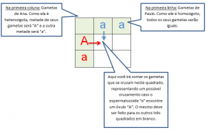 Biologia Enem - Problemas De Genética Com O Quadro De Punnett