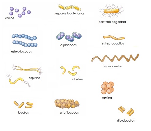 Biologia – Revise O Reino Das Bactérias Com A Khan Academy