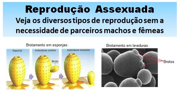 Biologia Revise Sobre A Reprodução Assexuada 5968