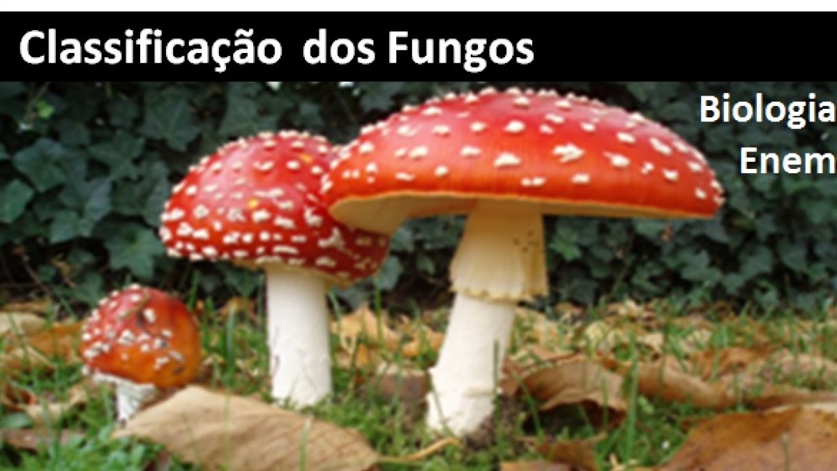 Dois Exemplos De Representantes Do Reino Fungi