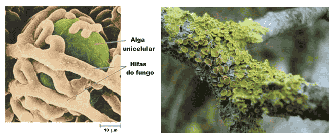 Biologia no Enem – Fungos: micoses, micorrizas e líquens!