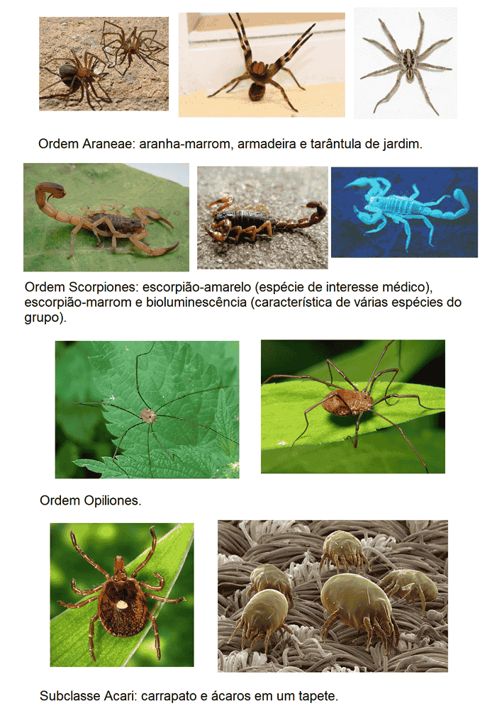 Aranha, escorpião e ácaro: Aracnídeos do Filo dos Artrópodes