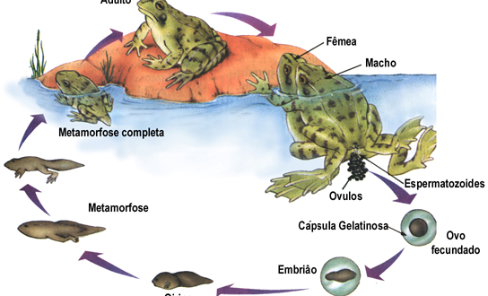 Biologia - Revise tudo o que você precisa saber sobre os Anfíbios!