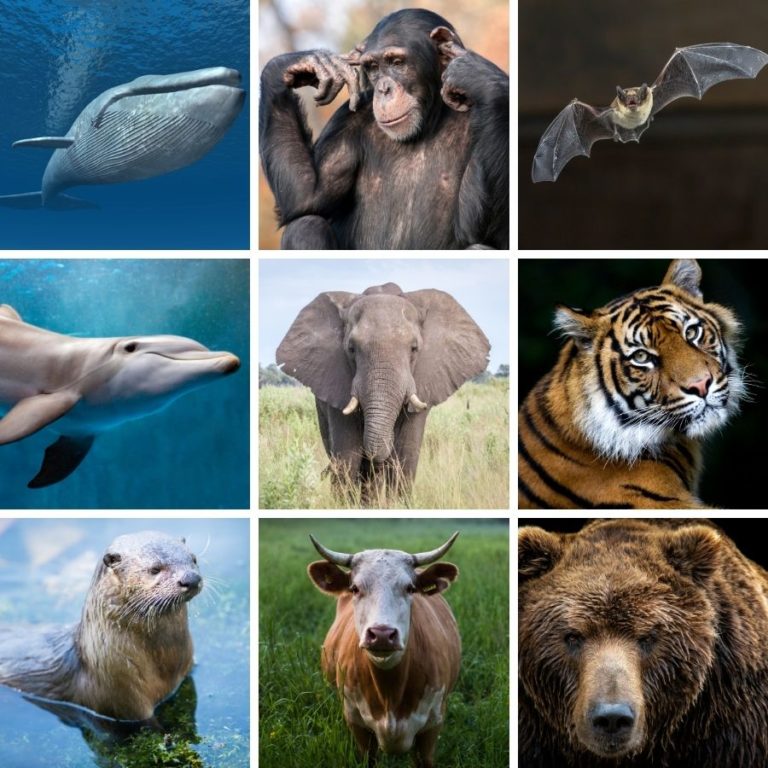 Quais Sao As Duas Ordens De Mamiferos Exclusivamente Aquaticos