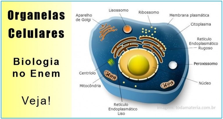 Confira Agora As Organelas Celulares Para Gabaritar Biologia