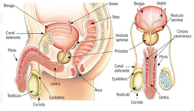 sistema-reprodutor-masculino