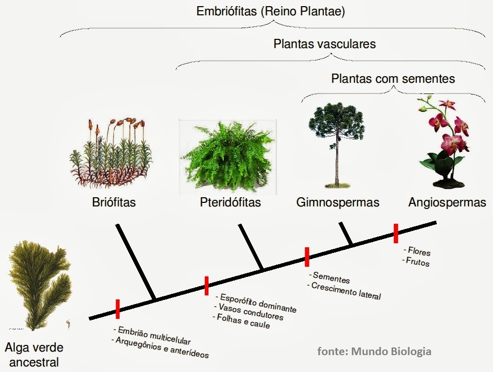 Botânica - Aula De Revisão Biologia Enem E Vestibulares