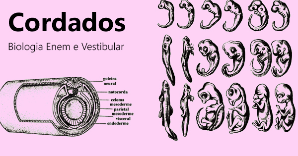 Cavalo Marinho - Biologia Enem