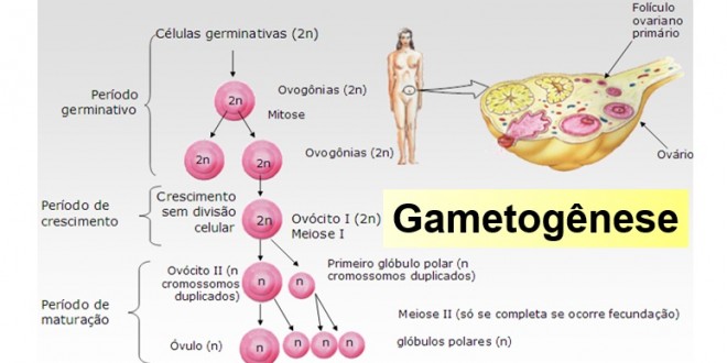Gametogênese – Revise a produção de gametas - Biologia