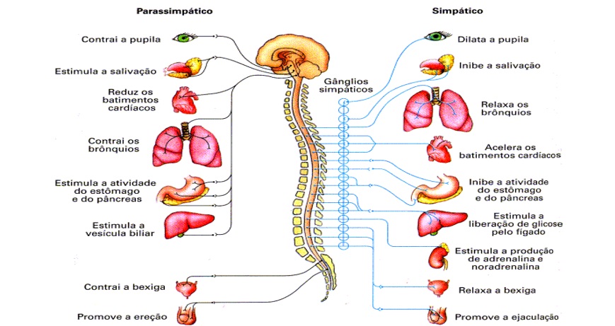 Sistema Nervoso Autônomo e Somático - Biologia Enem