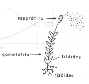 Estrutura de uma planta briófita