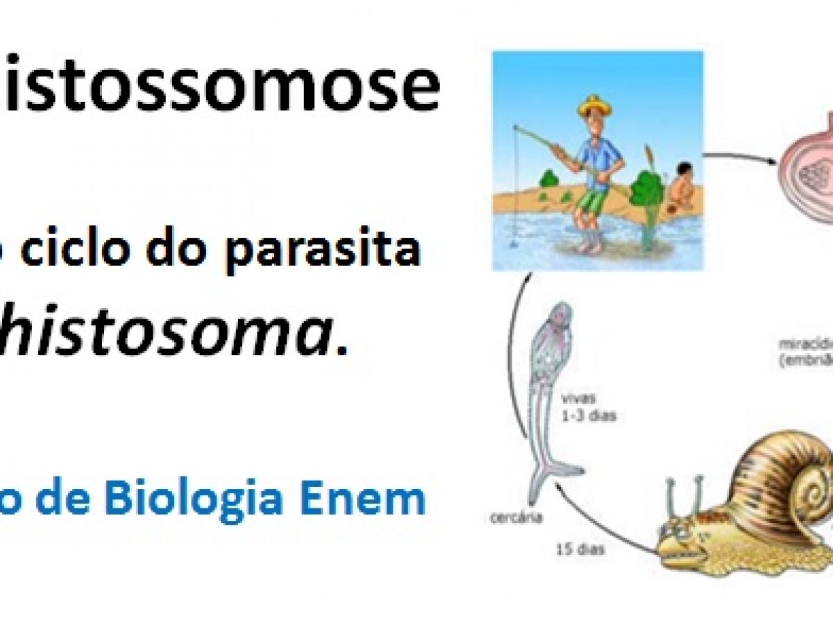 schistosoma mansoni ciclo
