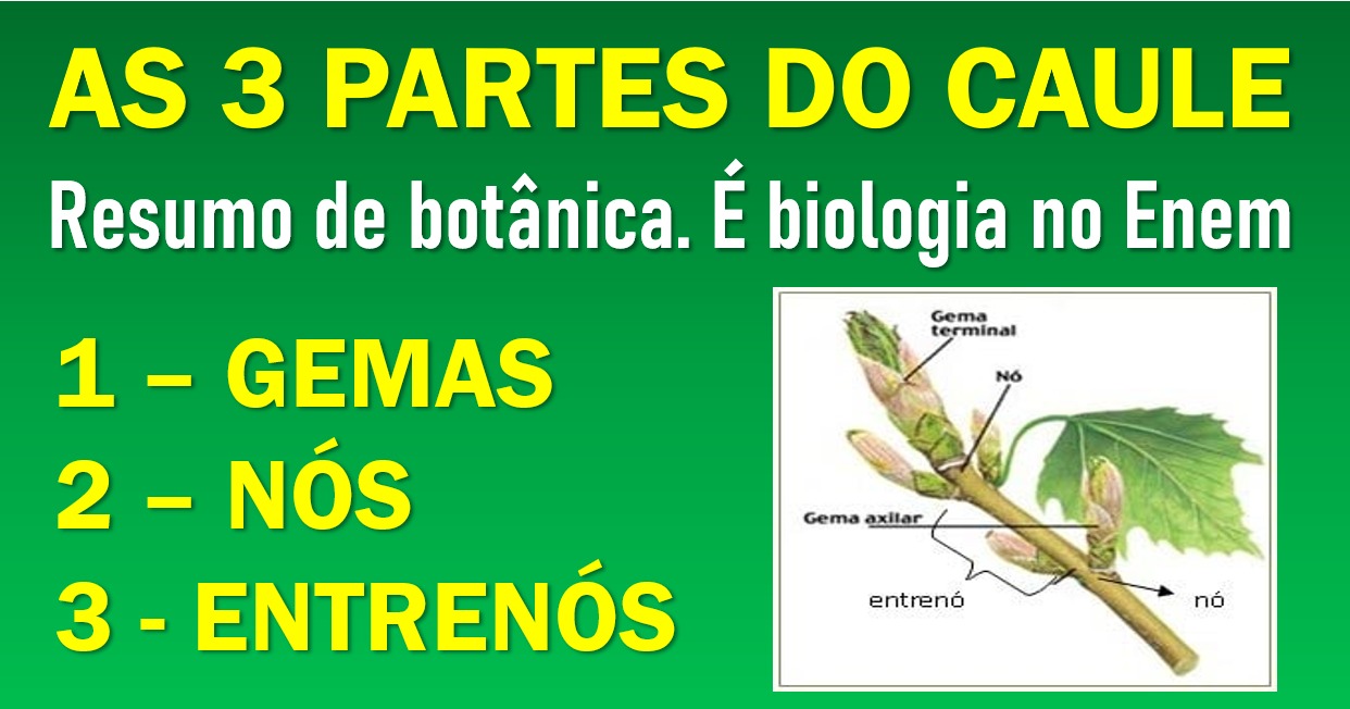 As 3 partes do Caule: resumo de Organologia Vegetal no Enem