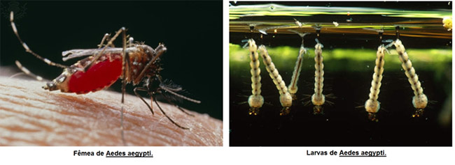 Dengue - Mosquito e sua larva