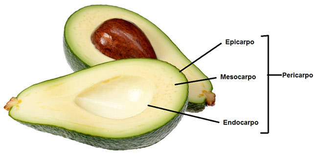 Estrutura dos frutos