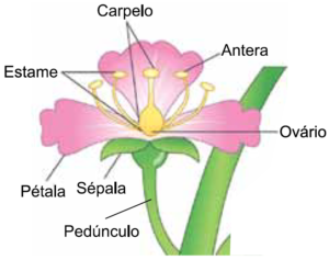 Estrutura de uma flor