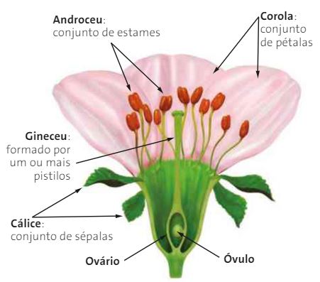 Partes da flor de uma angiosperma