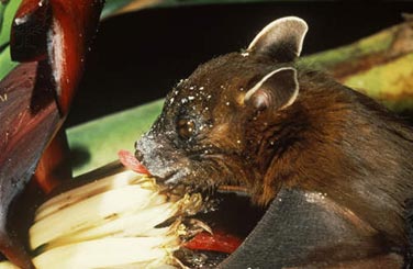 quirepterofila - Polinização e dispersão por morcegos e cactus