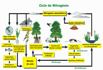 ciclo do nitrogênio