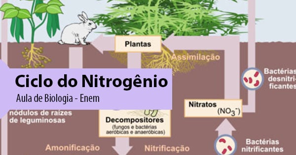 Ecologia, PDF, Nitrogênio